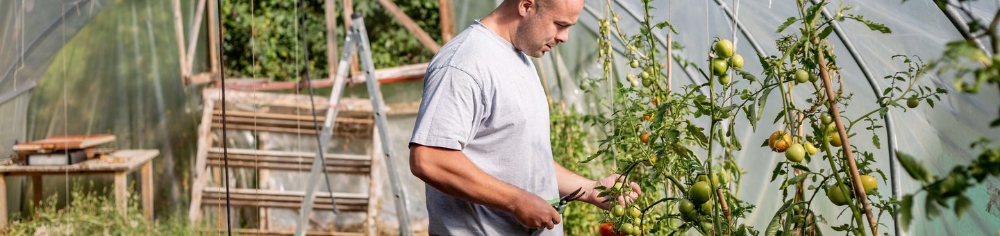 Man standing in a greenhouse cutting tomatos
