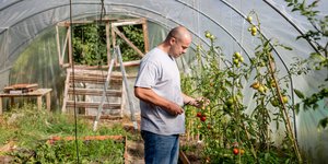 Man standing in a greenhouse cutting tomatos