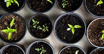 Plant pots with sprouting shoots