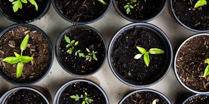 Plant pots with sprouting shoots